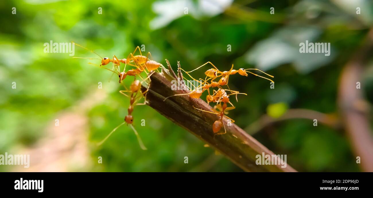 Team di Red ANT Bridge Unity. Primo piano Macro di ANT fare ponte unità su pianta con natura foresta sfondo verde. Azione formica in piedi. Foto Stock