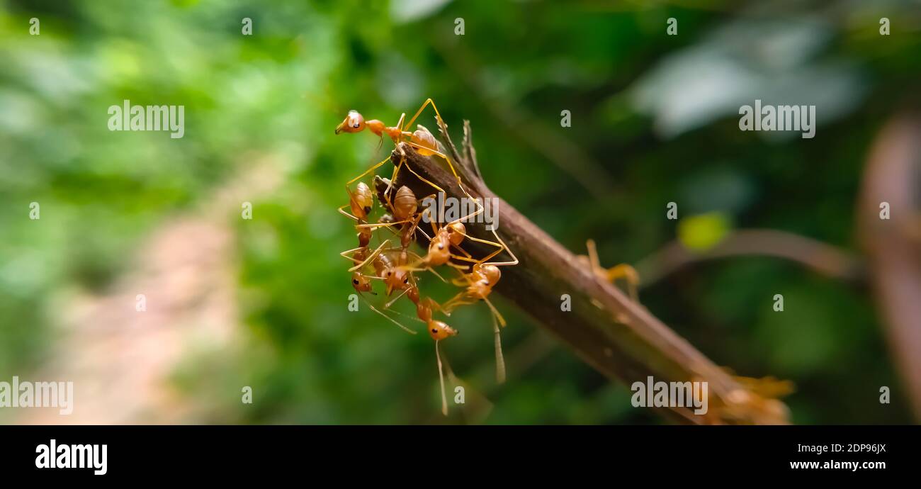 Team di Red ANT Bridge Unity. Primo piano Macro di ANT fare ponte unità su pianta con natura foresta sfondo verde. Azione formica in piedi. Foto Stock