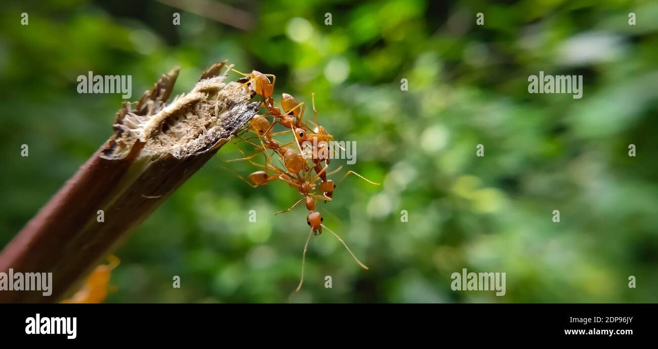 Team di Red ANT Bridge Unity. Primo piano Macro di ANT fare ponte unità su pianta con natura foresta sfondo verde. Azione formica in piedi. Foto Stock