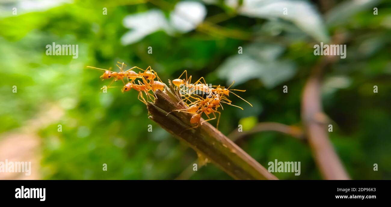 Team di Red ANT Bridge Unity. Primo piano Macro di ANT fare ponte unità su pianta con natura foresta sfondo verde. Azione formica in piedi. Foto Stock