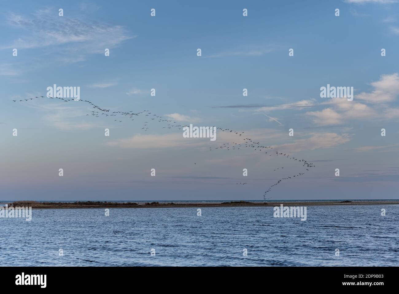Uccelli migratori che lasciano la Scandinavia per latitudini più calde. Foto di Falsterbo a Scania, Svezia meridionale Foto Stock