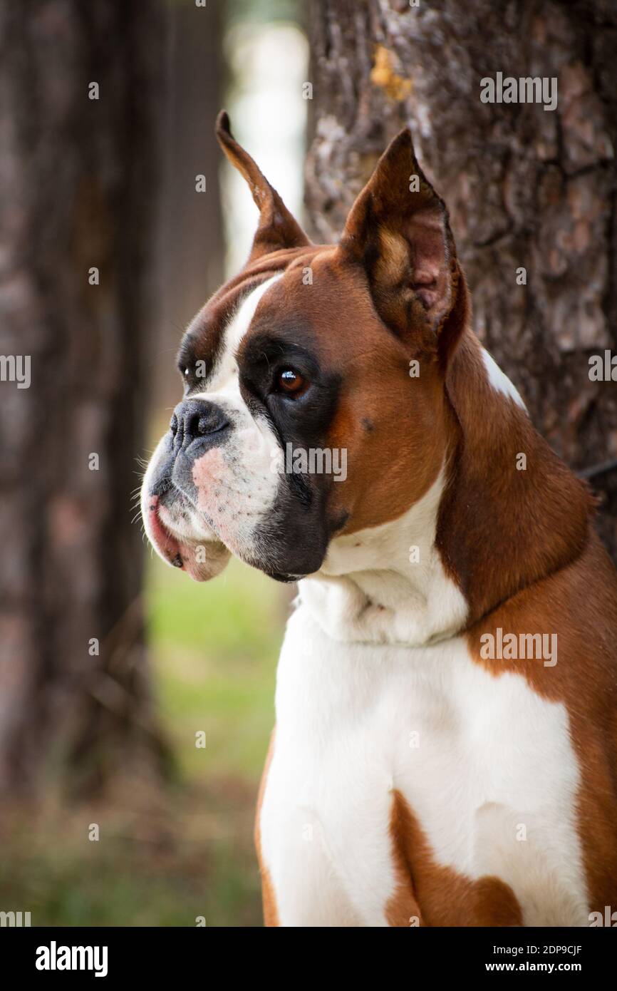 Ritratto di un pugile tedesco di razza cane rosso su un sfondo di alberi Foto Stock