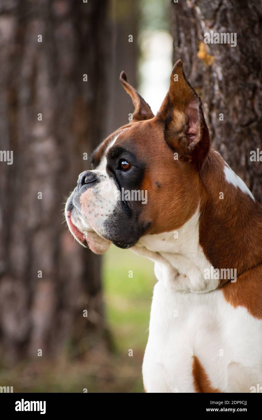 Ritratto di un pugile tedesco di razza cane rosso su un sfondo di alberi Foto Stock