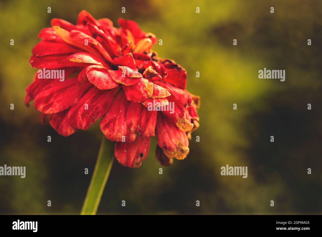 Zinnia rossa fiore maturo su sfondo sfocato Foto Stock