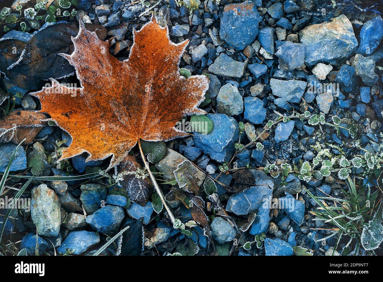Foglia di acero arancione morto su fondo di pietre grigie e blu nella scena autunnale Foto Stock