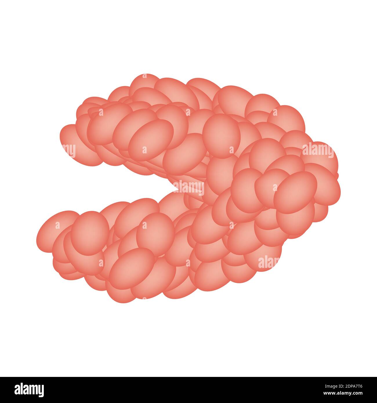 Ghiandola salivare sottomandibolare. La struttura della ghiandola salivare submandibolare. Illustrazione vettoriale su sfondo isolato Illustrazione Vettoriale