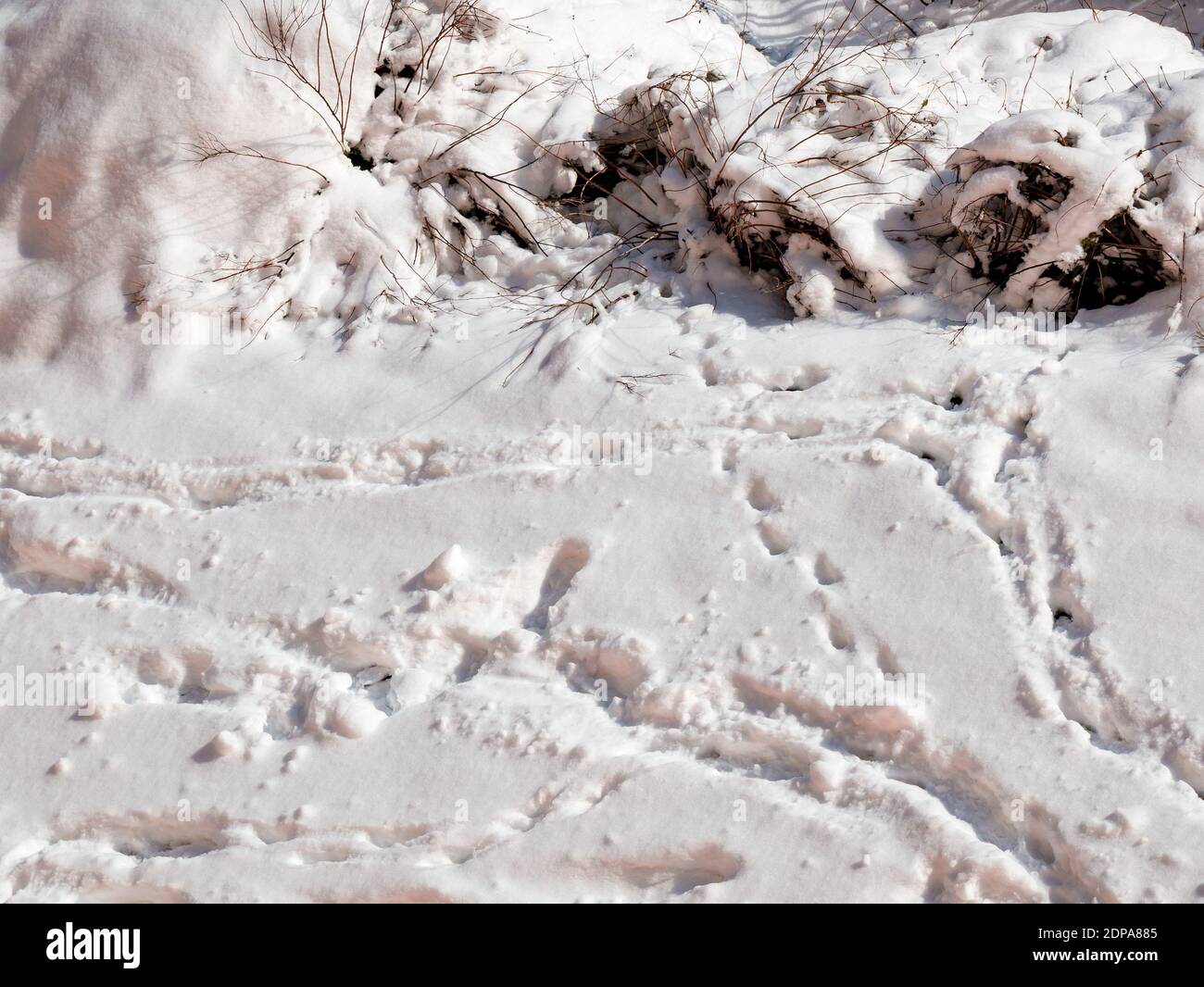 Impronte nella neve illuminate dal sole Foto Stock