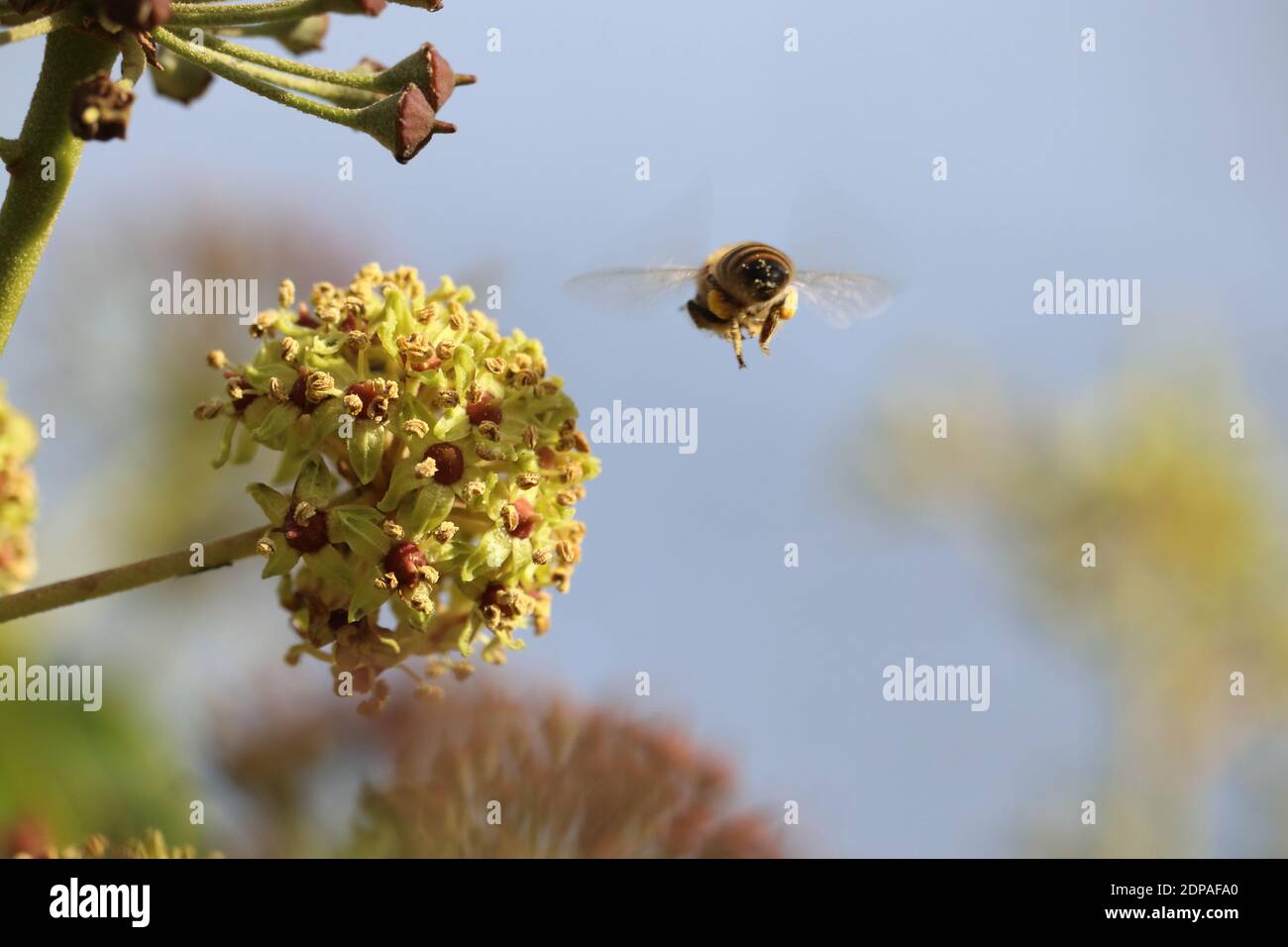 Eine Biene im Anflug auf eine Blütendolde des Efeu; der noch im November blühende Efeu ist eine wichtige und letzte natürliche Futterquelle Foto Stock