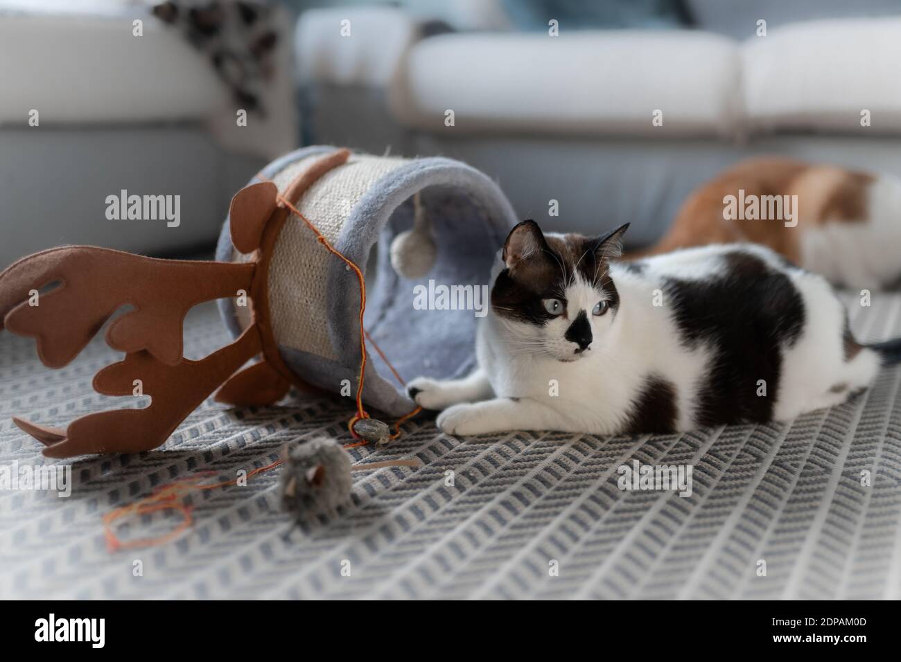 gatto nero e bianco con gli occhi blu sul tappeto gioca con un tubo  giocattolo Foto stock - Alamy