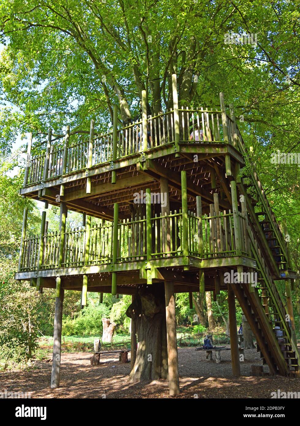 Tiglio albero casa in estate con foglia verde baldacchino. Foto Stock