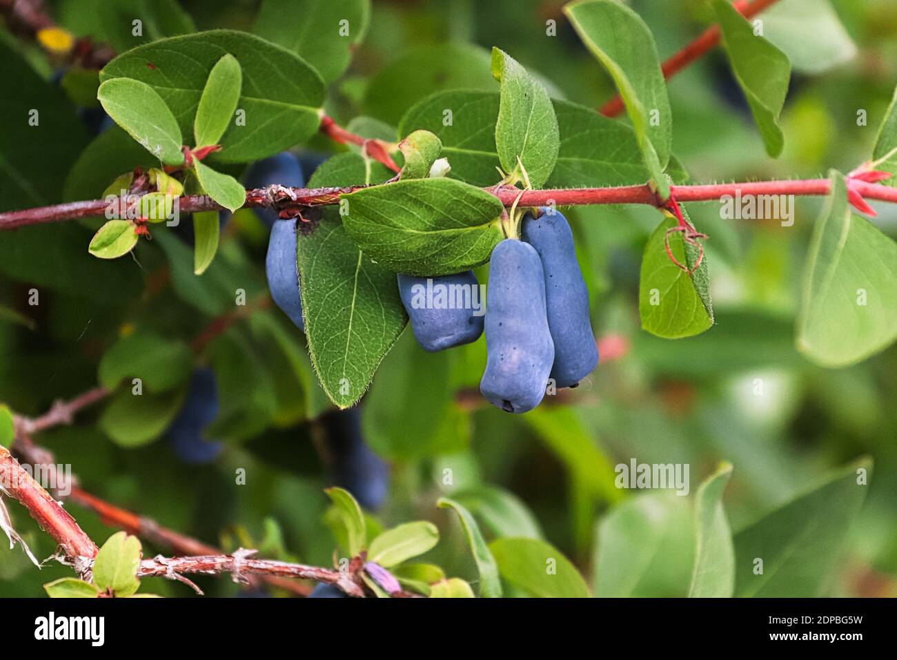 Mirtilli oblungi maturi pronti per la raccolta ancora su un albero Foto Stock