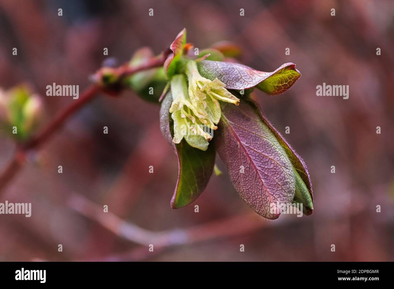 Macro di fiori di haskap su uno sfondo malvato Foto Stock