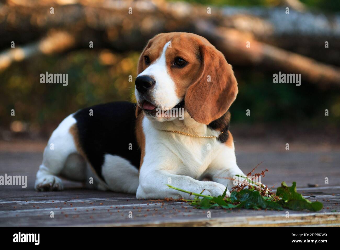 Il cane Beagle giace su una passerella e tiene un'erba paw Foto Stock