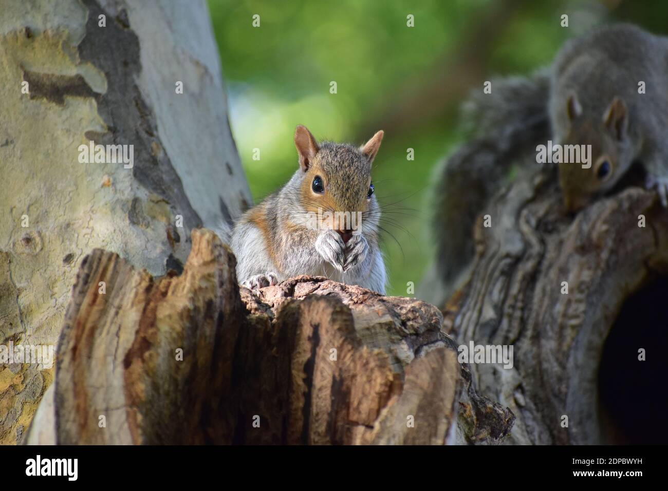 Squirrel grigio (Sciurus carolinensis) mangiare una noce nella Esplanade del fiume Charles, Boston, ma Foto Stock