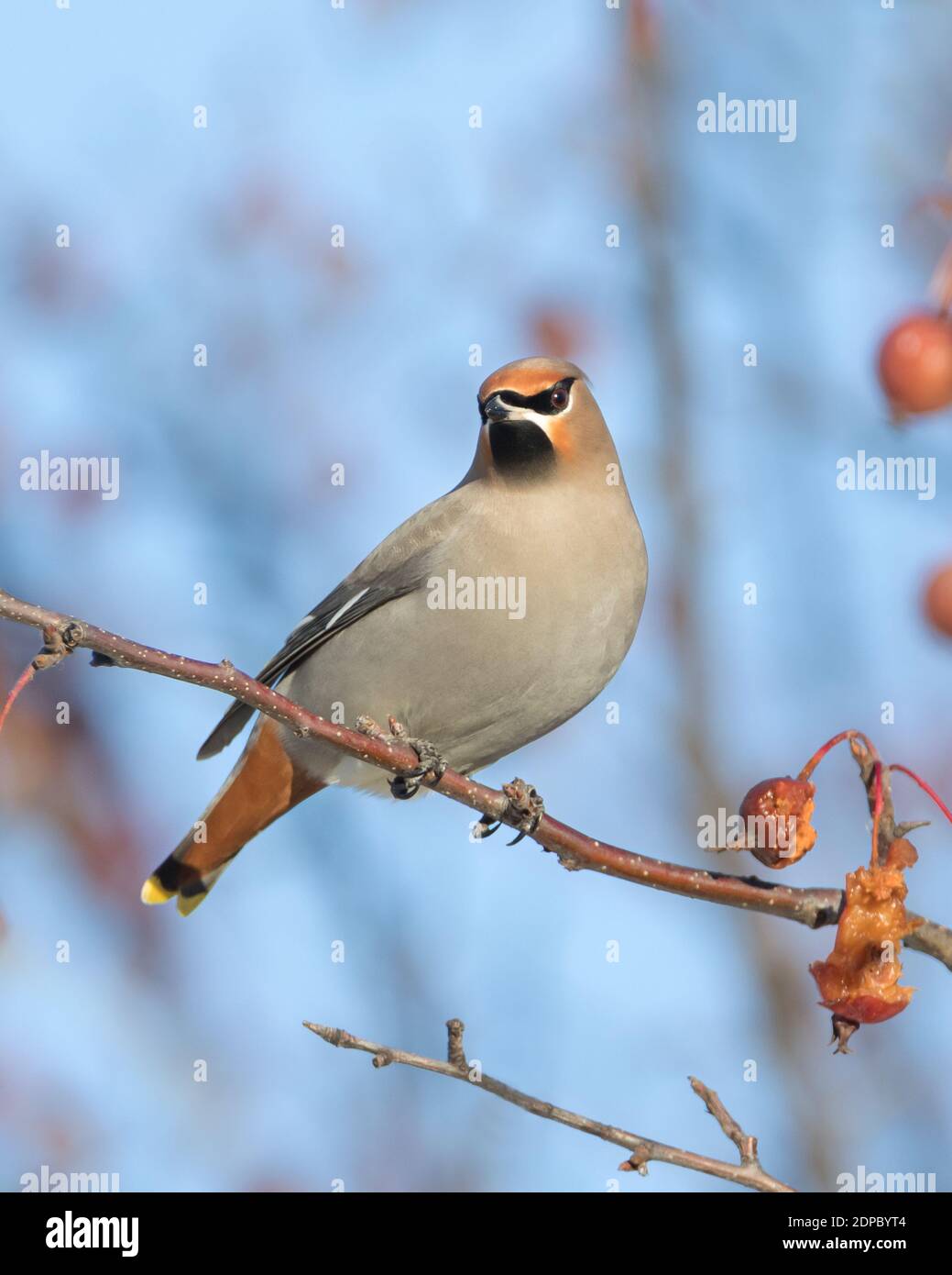 L'uccello bohemian di Waxwing che posa sul ramo dell'albero del crabapple Foto Stock