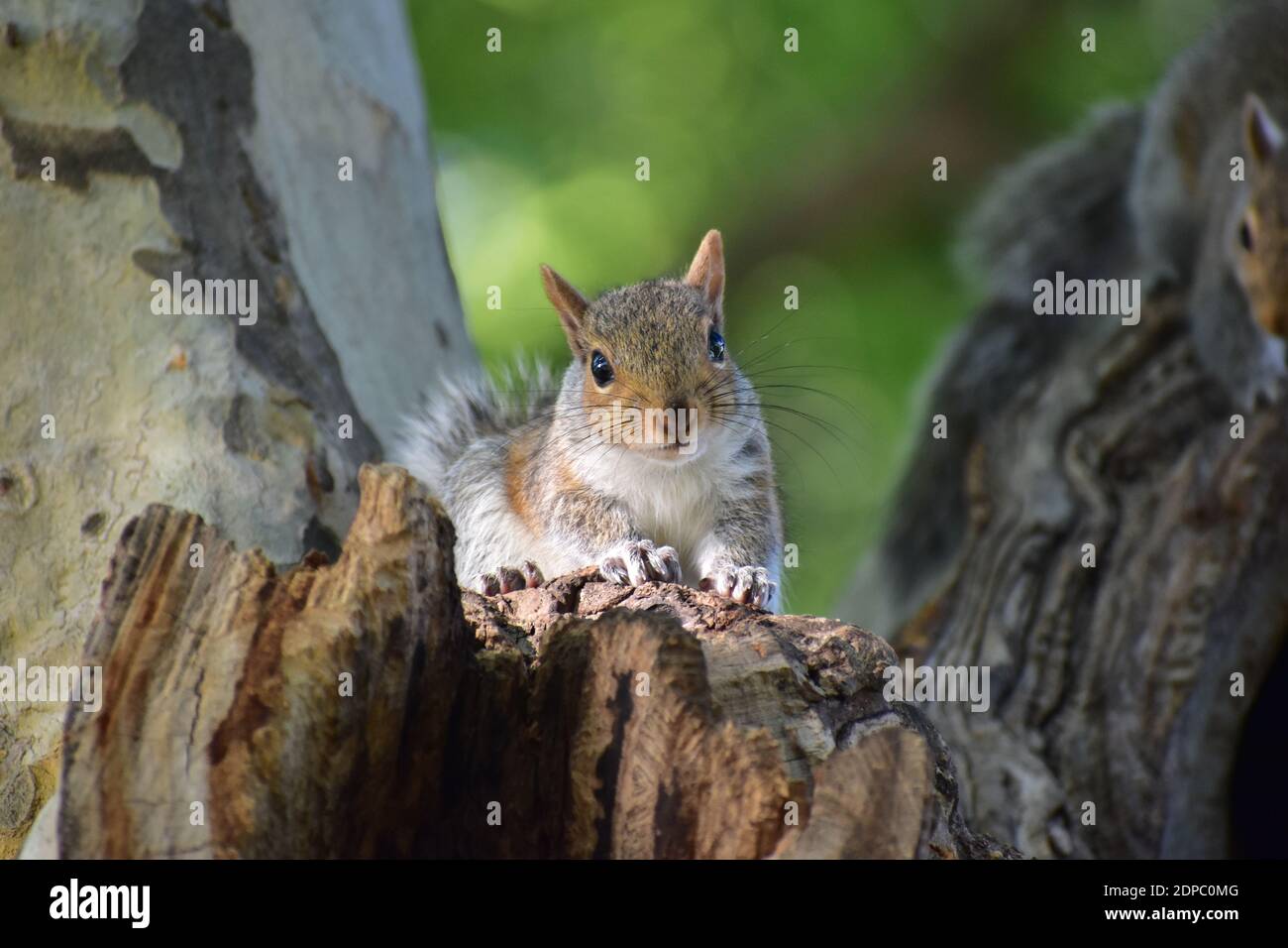 Squirrel grigio (Sciurus carolinensis) guardando nella spianata del fiume Charles, Boston, ma Foto Stock