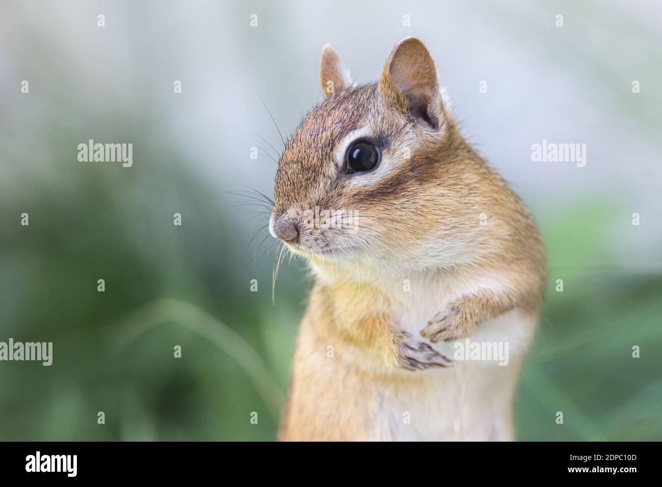 Chimpmunk orientale estremo primo piano profilo ritratto Foto Stock