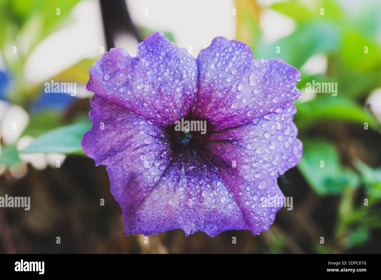 Petunia violetta coperta di gocce d'acqua Foto Stock