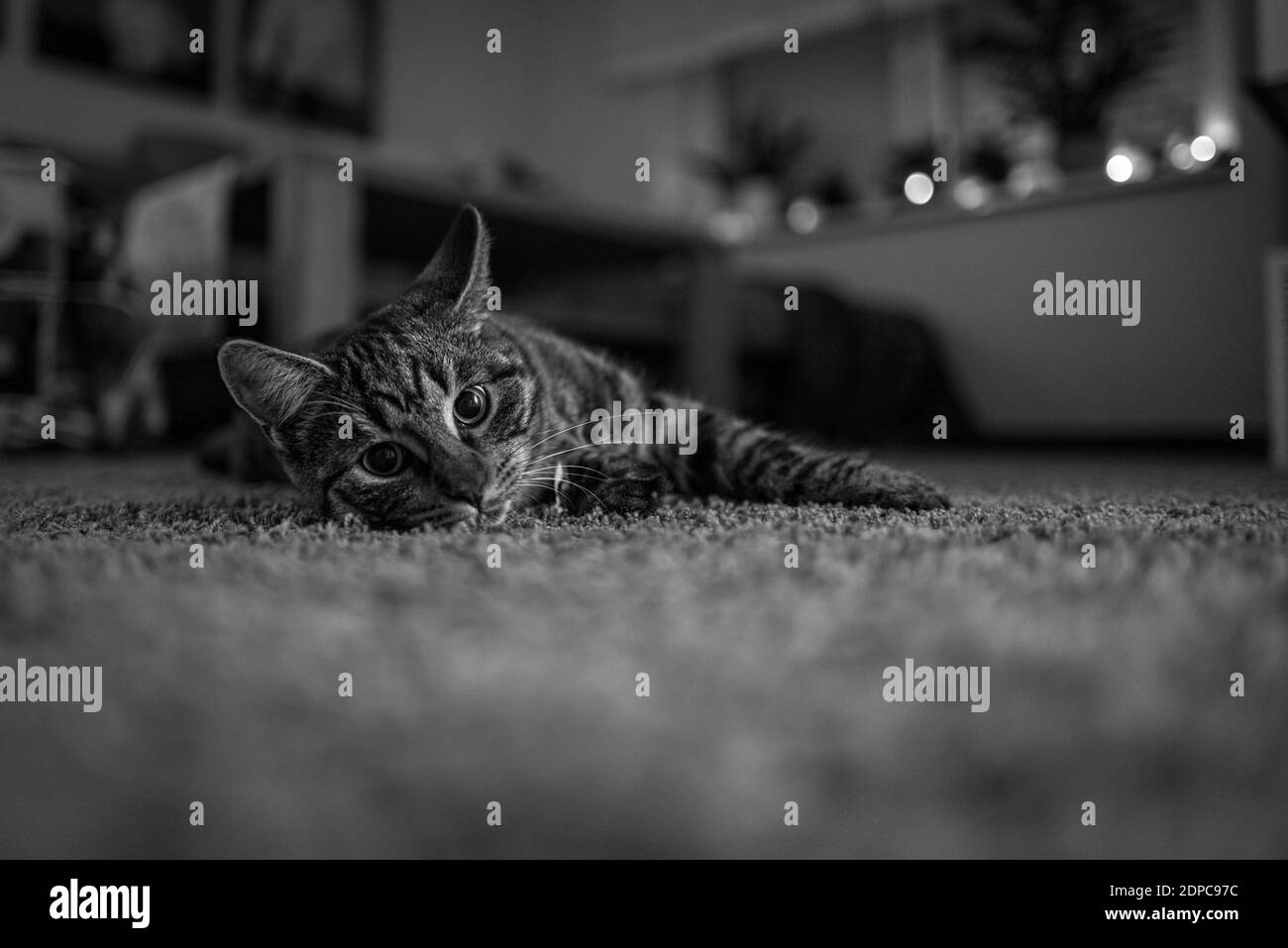 un gatto grigio casa si trova comodamente a terra e. guarda nella fotocamera Foto Stock