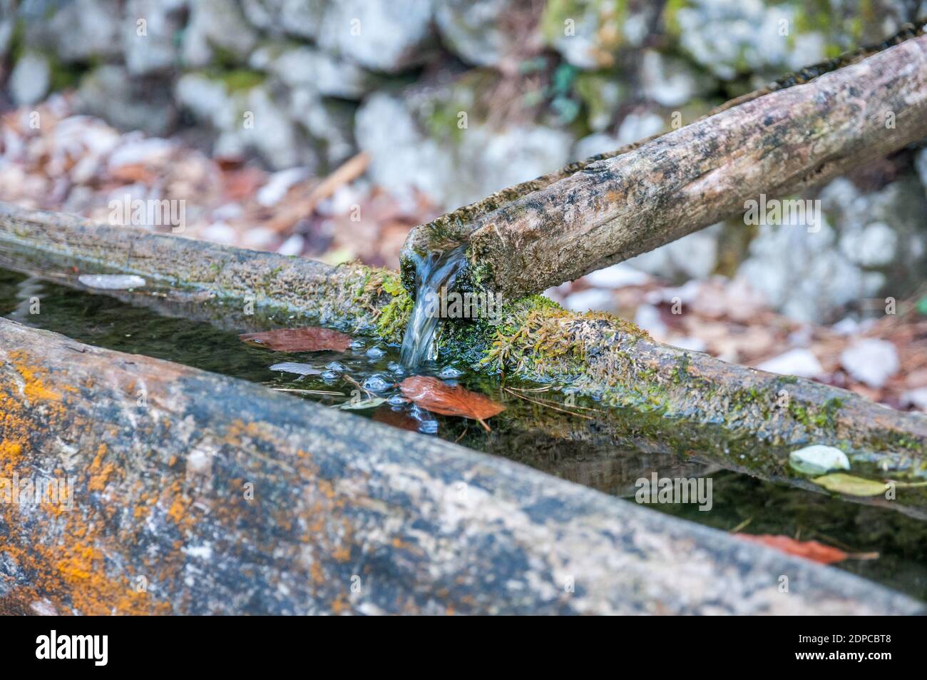 Fonte di acqua dolce, fontana di legno nella foresta, Els porti, Catalogna, Spagna Foto Stock