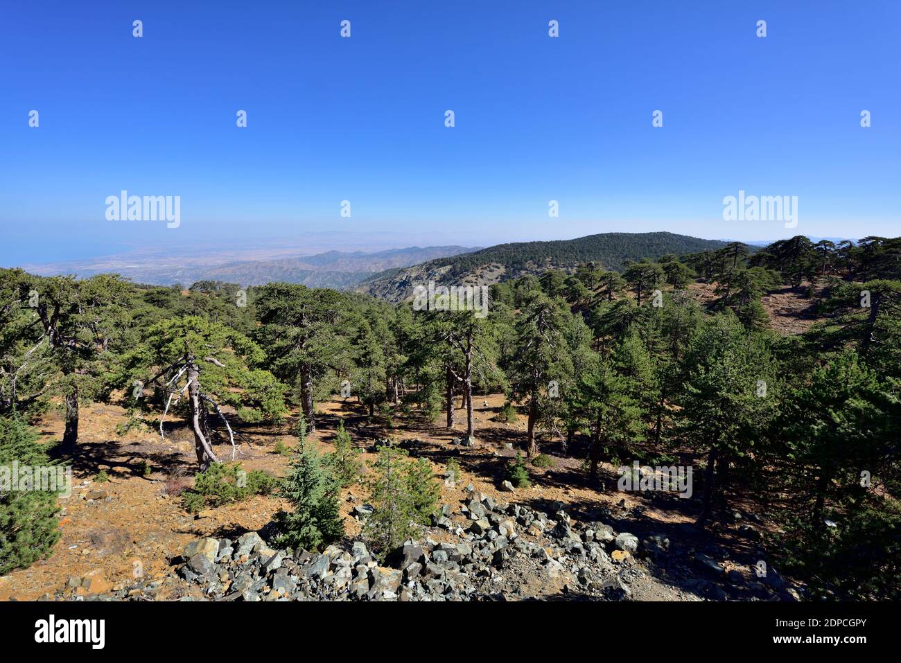 Vista sui monti Troodos parco forestale nazionale con rari pini Pinus nigra protetti, Cipro Foto Stock