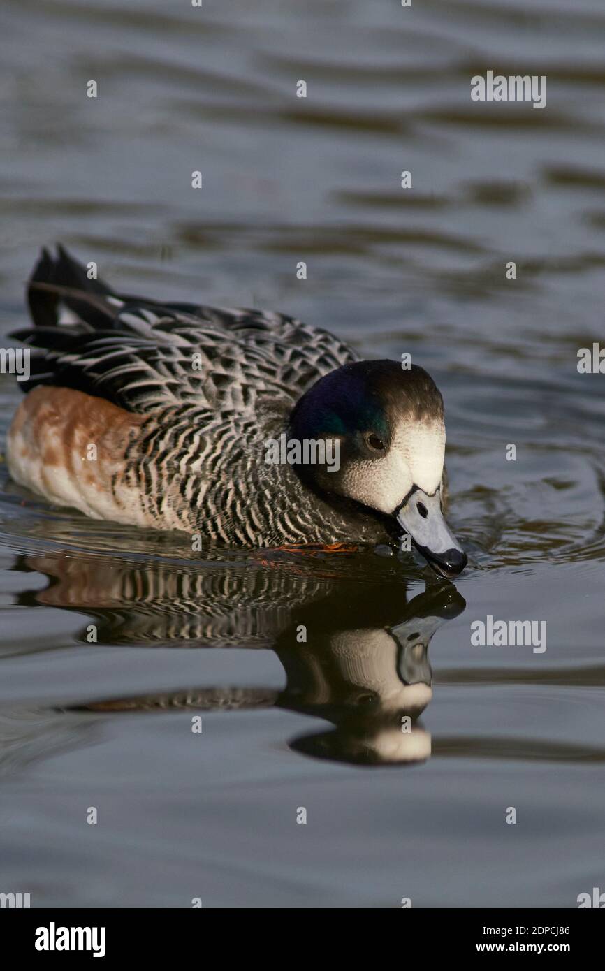 Chiloe Wigeon (Mareca sibilatrix) che interagisce su uno stagno a Slimbridge in Gloucestershire, Regno Unito Foto Stock