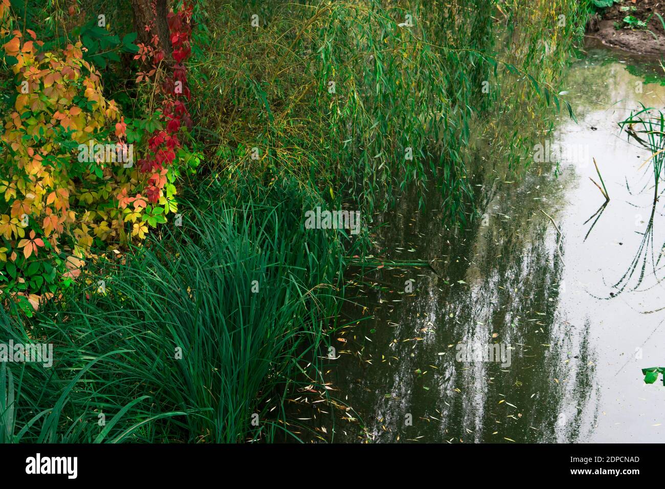 paesaggio, corpo di acqua e fitta vegetazione erbosa verde Foto Stock