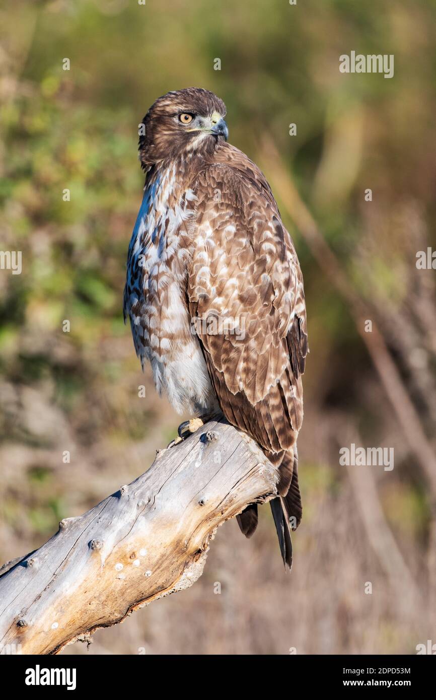 Giovane Coopers Hawk appollaiato in cima a un ramo di deadwood log con un occhio attento alla ricerca di questo uccello di prede prossimo pasto. Foto Stock