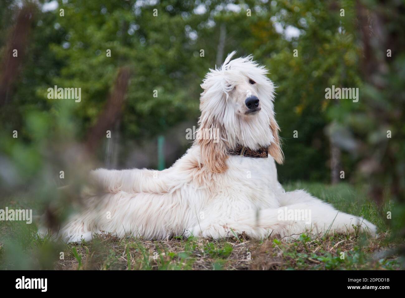 Un cane Hound afgano dai capelli lunghi e luminoso giace nella natura in un parco su uno sfondo verde sfocato di piante e alberi all'aperto Foto Stock