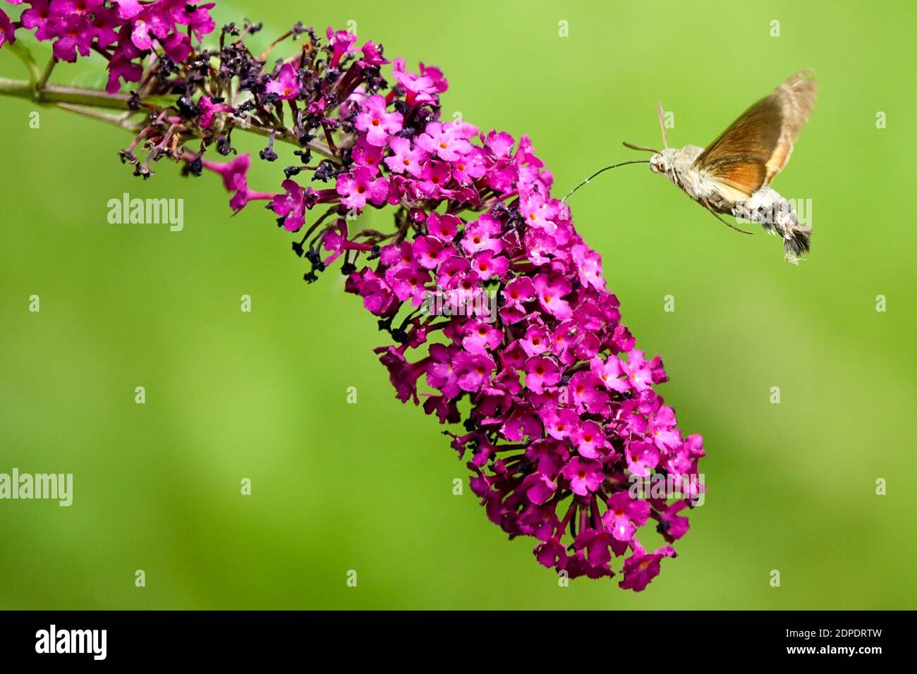 Hummingbird falco-falena farfalla Macroglossum stellatarum che dà da mangiare Nectar su Buddleja Fiore Buddleja Royal Red Insect Proboscis Friendly Insects Flying Foto Stock