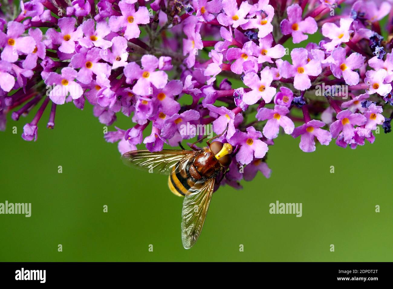 Il più grande corno hoverfly mimico Hoverfly (Volucella zonaria) su insetto fiore buddleja su fiore Foto Stock
