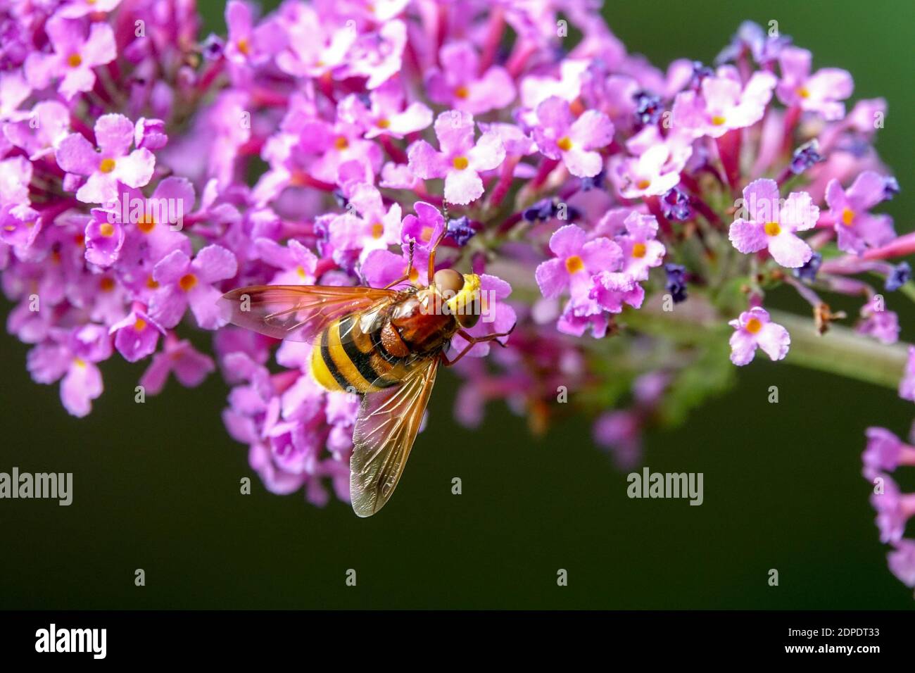 Il più grande Hoverfly Hornet mimic Hoverfly su Buddleja flower Foto Stock