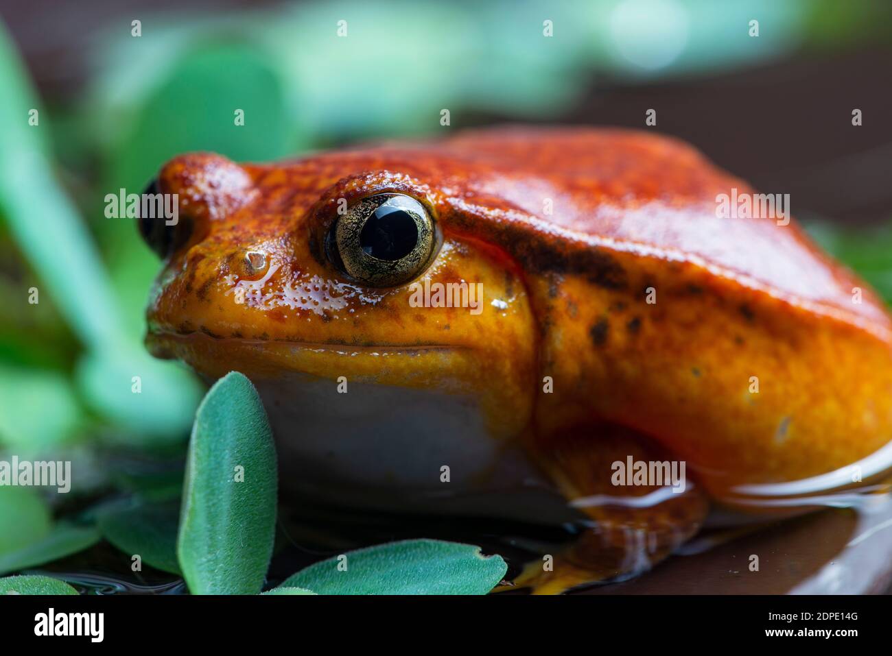 tropicale, natura, selvaggio, animale, macro, rana, esotica, fauna selvatica, rana, carino, bagnato, animale domestico, sfondo, marrone, piccolo, albero, vicino, biologia, rosso, slimy Foto Stock