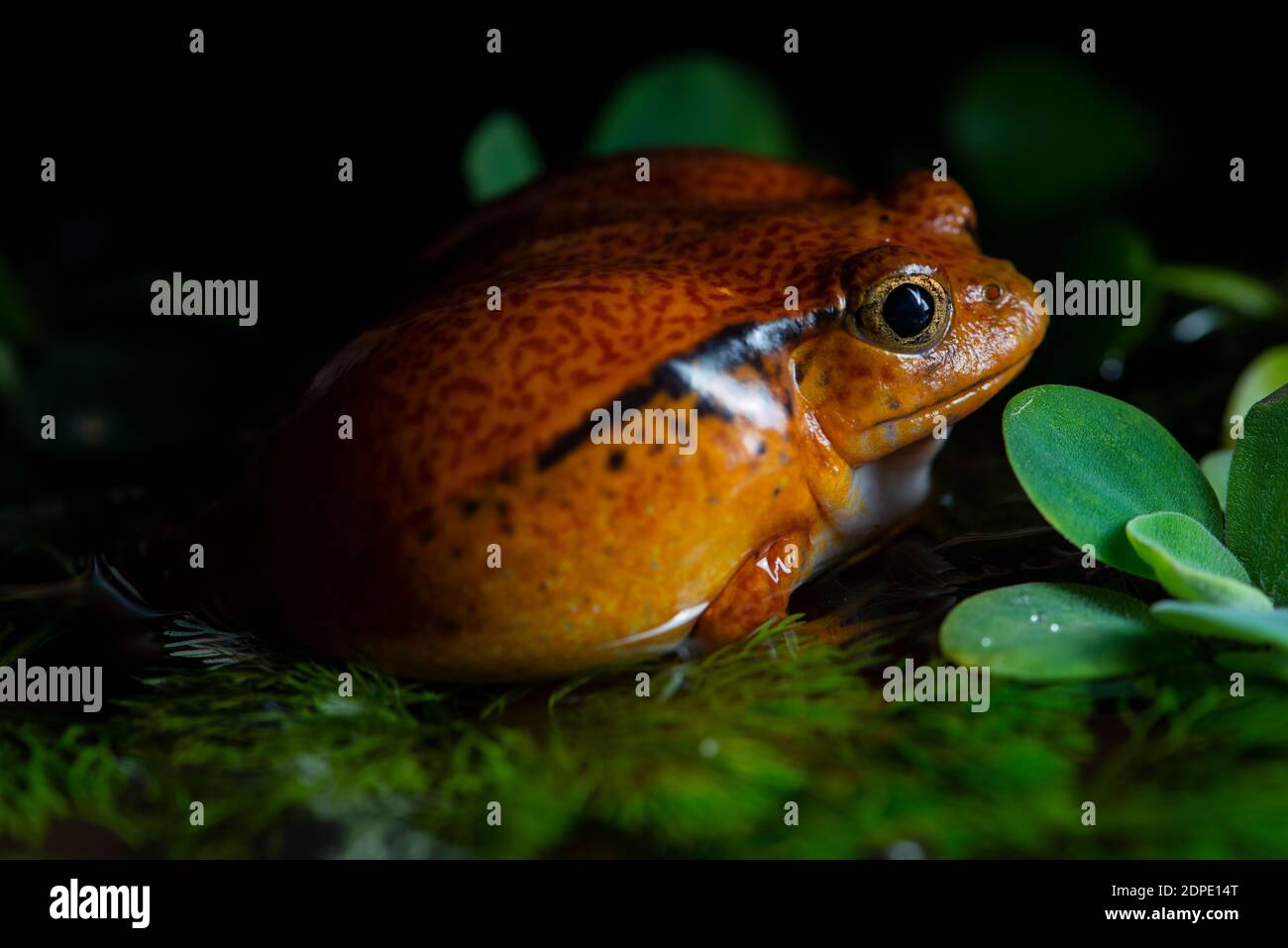 tropicale, natura, selvaggio, animale, macro, rana, esotica, fauna selvatica, rana, carino, bagnato, animale domestico, sfondo, marrone, piccolo, albero, vicino, biologia, rosso, slimy Foto Stock