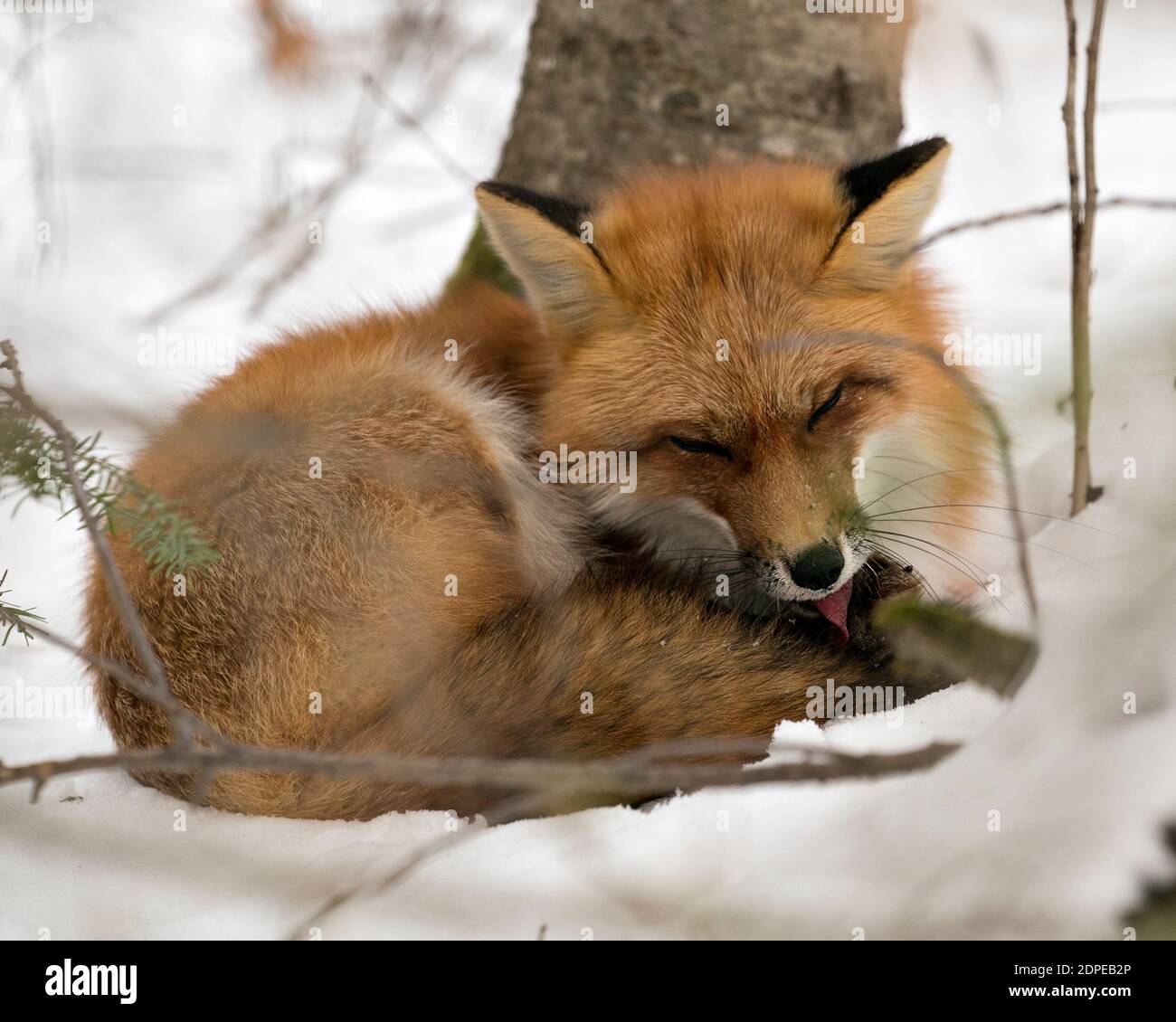 Vista del profilo in primo piano della volpe rossa nella stagione invernale nel suo ambiente e habitat con fondo nevoso che mostra coda di volpe, pelliccia e zampa leccante. Foto Stock