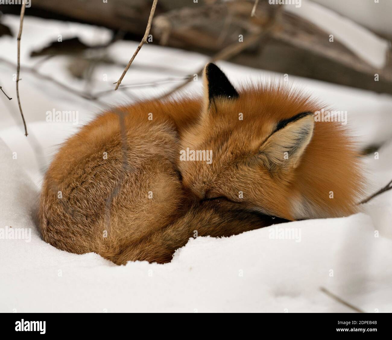 Volpe rossa dormire nella stagione invernale nel suo ambiente e habitat con fondo neve che mostra coda di volpe, pelliccia. Immagine FOX. Immagine. Verticale Foto Stock