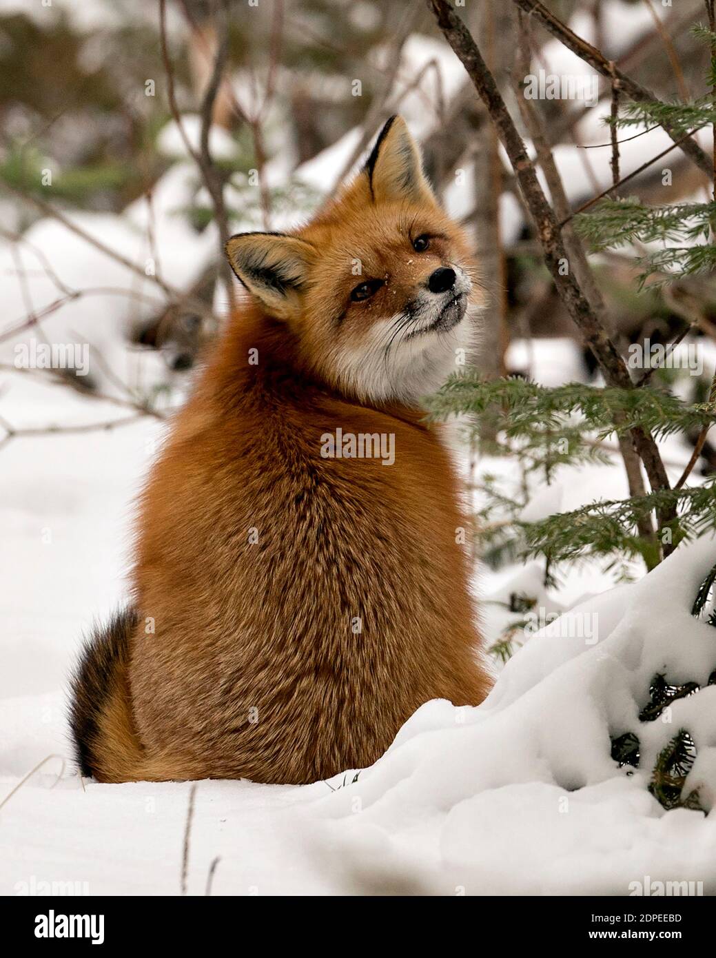 Vista del profilo in primo piano della volpe rossa nella stagione invernale nel suo ambiente con sfondo sfocato della foresta di neve con coda di volpe, pelliccia. Immagine FOX. Foto Stock