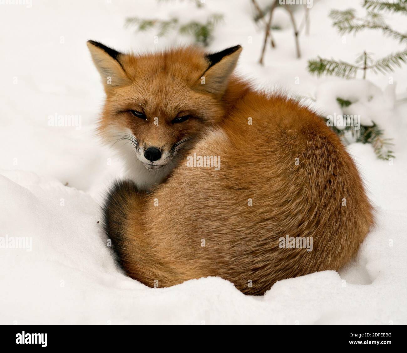 Volpe rossa primo piano profilo vista riposante nella stagione invernale nel suo habitat con fondo neve che mostra la coda di volpe, pelliccia. Immagine FOX. Immagine. Foto Stock