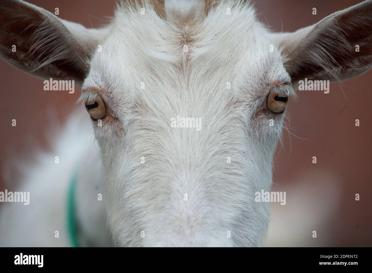 Bianco fattoria di capra muso closeup Foto Stock