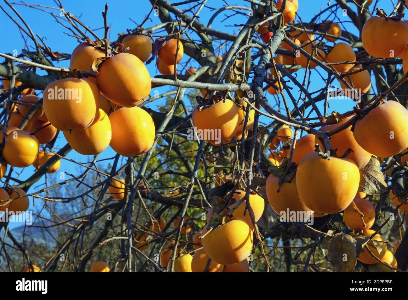 Frutta di persimmon arancio matura sull'albero del persimmon in giornata di sole Foto Stock