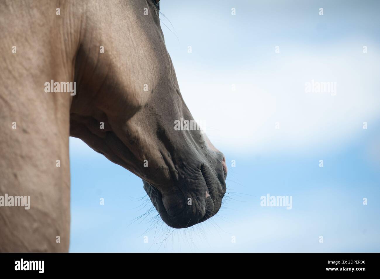 Bel cavallo akhal-teke vicino contro il cielo blu Foto Stock