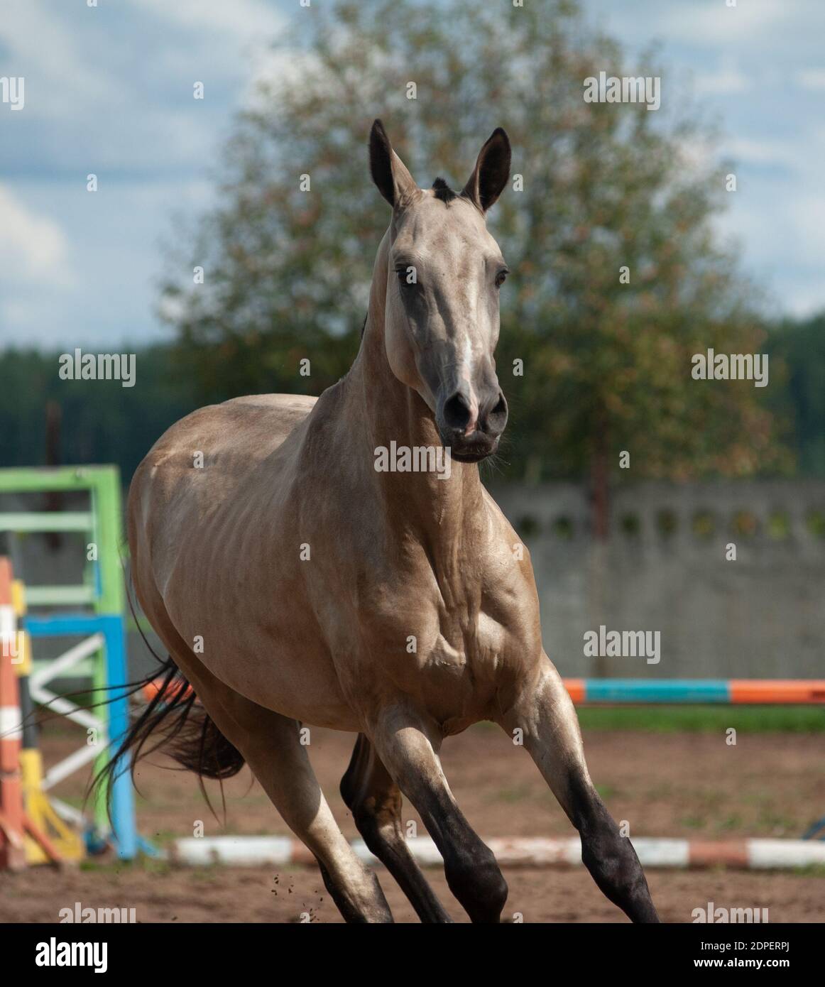 Akhal-teke cavallo ritratto in movimento, in marcia avanti Foto Stock