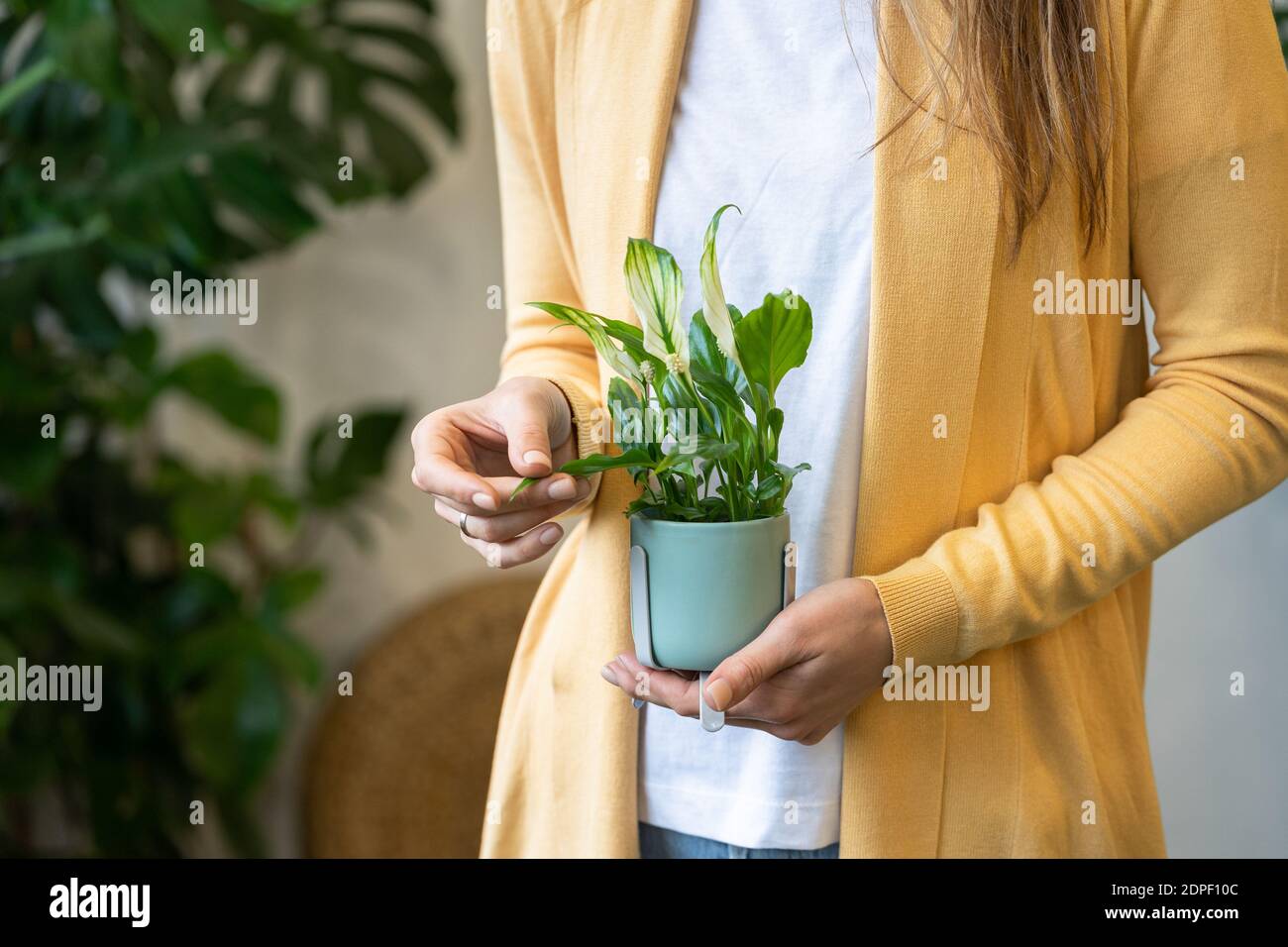 Primo piano di donna giardiniere che tiene houseplant nelle sue mani, tocca la foglia verde. Piante di amore, hobby, concetto di giardinaggio domestico Foto Stock