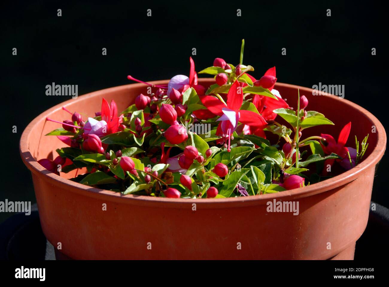 Attraente Fucsia hardy che cresce in una pentola di plastica, Inghilterra Foto Stock