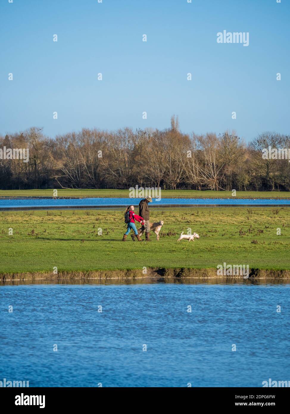 Dog Walking, Port Meadow, Oxford, Oxfordshire, Inghilterra, Regno Unito, GB. Foto Stock