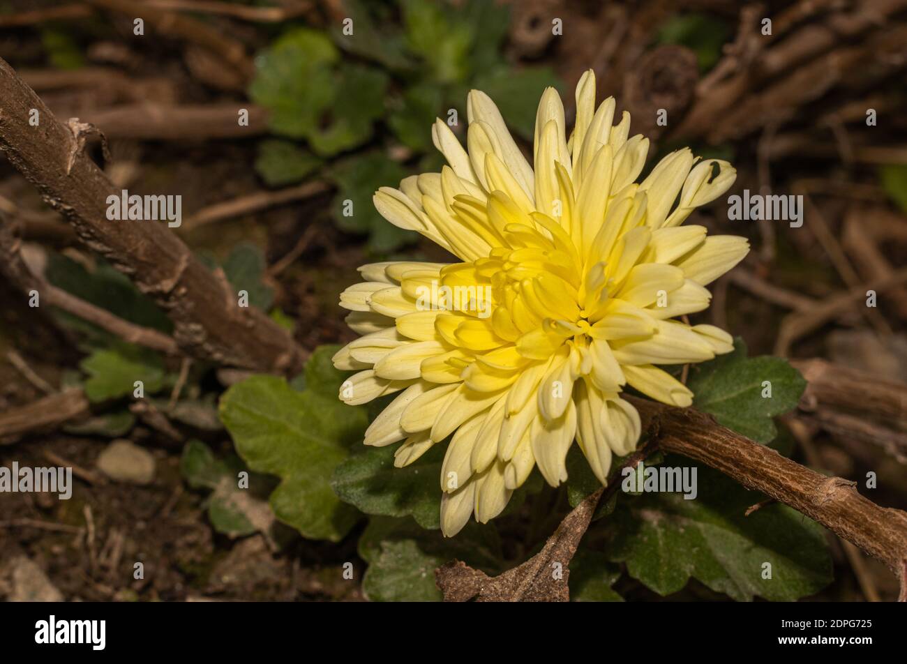 crisantemi colorati su sfondo scuro naturale Foto Stock