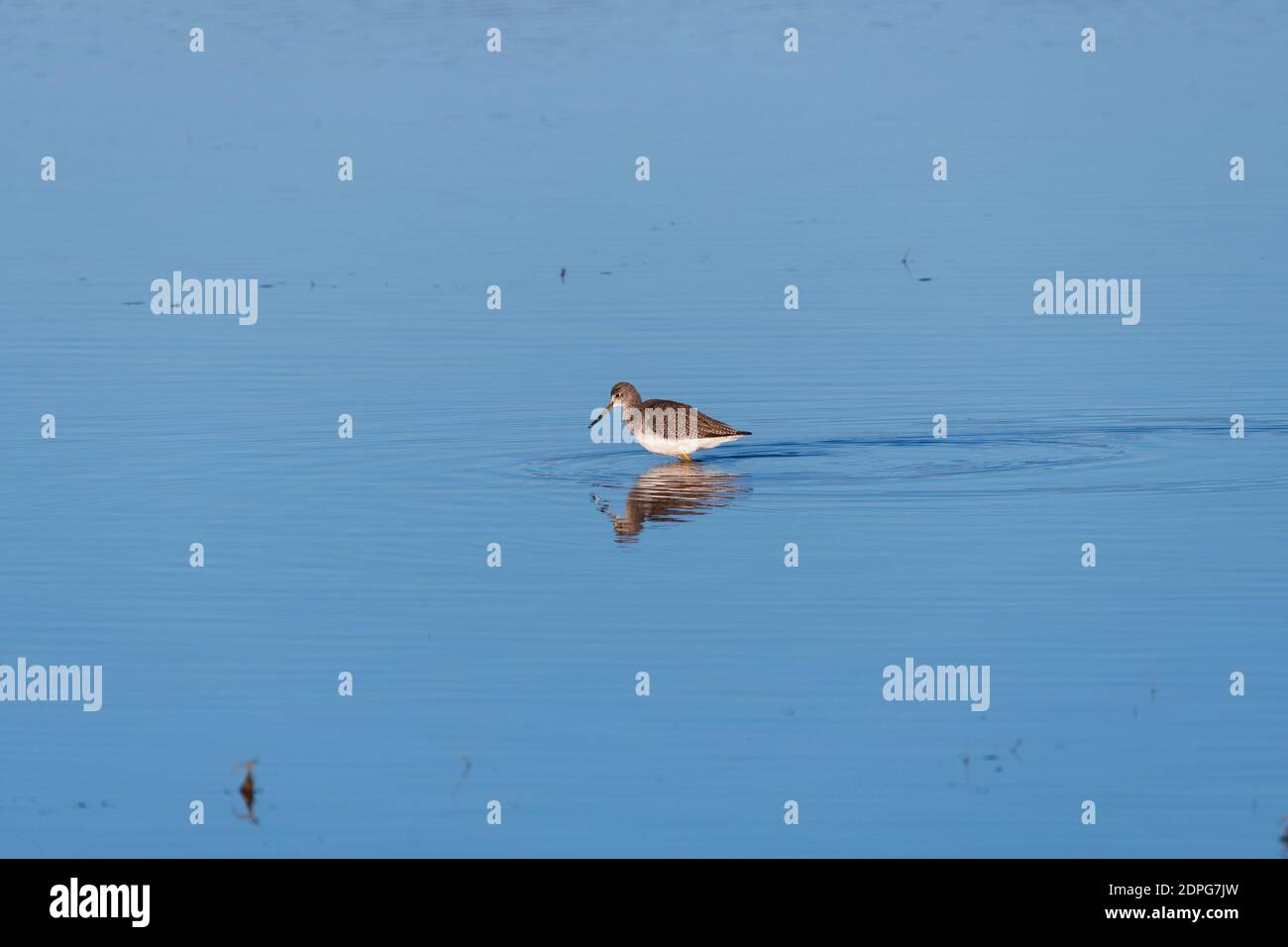 Un uccello più grande giallastro che guadi nelle acque calme di un lago mentre cerca cibo da mangiare. Foto Stock