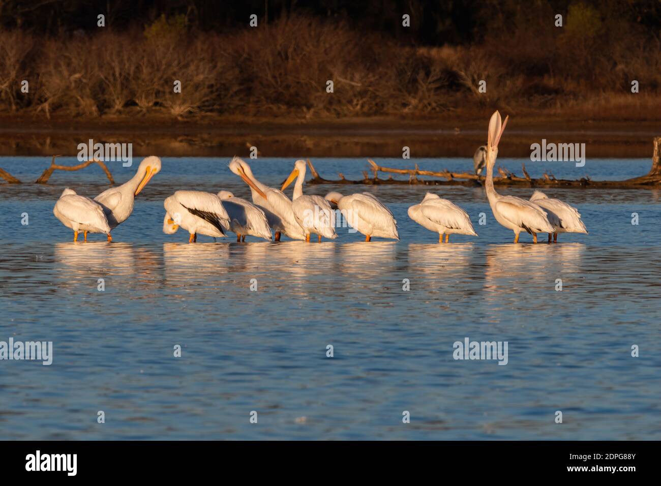 Un Pelican bianco che guarda in su con il suo grande becco aperto mentre brulica mentre si trova nelle acque poco profonde di un lago con altri pellicani nel suo gregge. Foto Stock