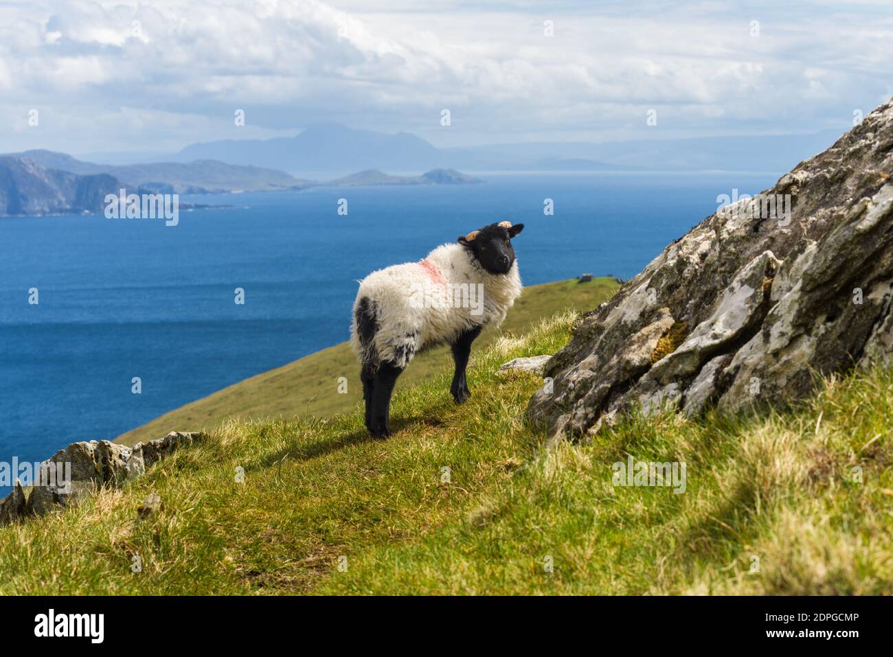 Pecora carina sulle colline di Achill Island, Contea di Mayo sulla costa occidentale della Repubblica d'Irlanda Foto Stock