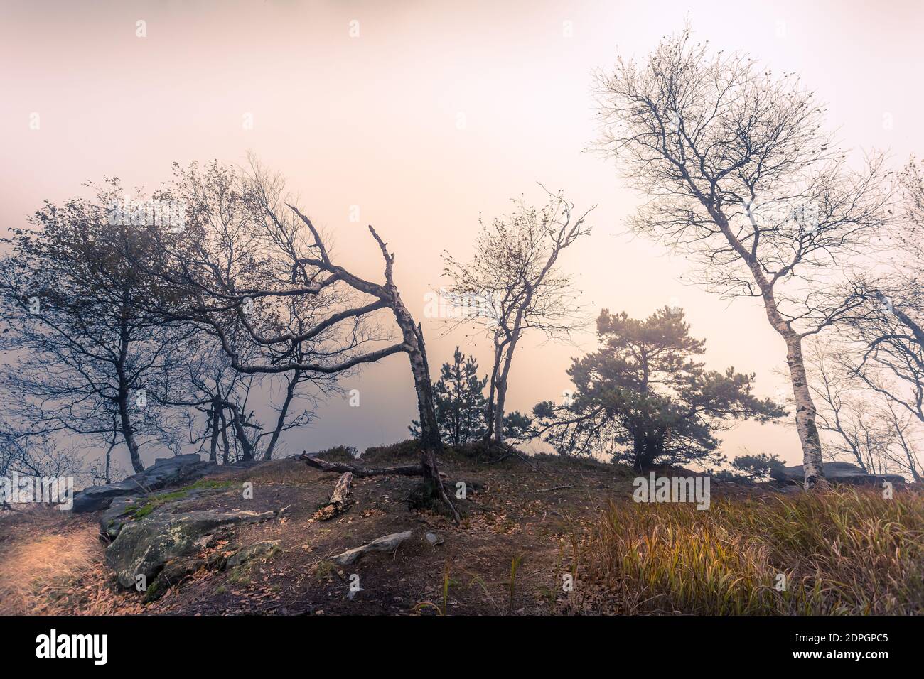 Autunno mattina nebbia nella foresta decidua. Il sole basso splende attraverso gli alberi e la nebbia e dipinge nelle foglie e l'erba alta. Paesaggio di montagna Foto Stock